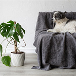 Как выбрать мебель, устойчивую к когтям...